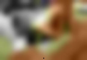 欧洲国产电车视频大全集,视频大全集深度解析